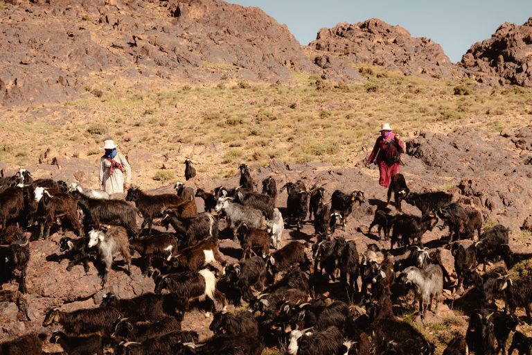 In Morocco’s High Atlas Mountains, Joining One of the Oldest Migrations in Africa